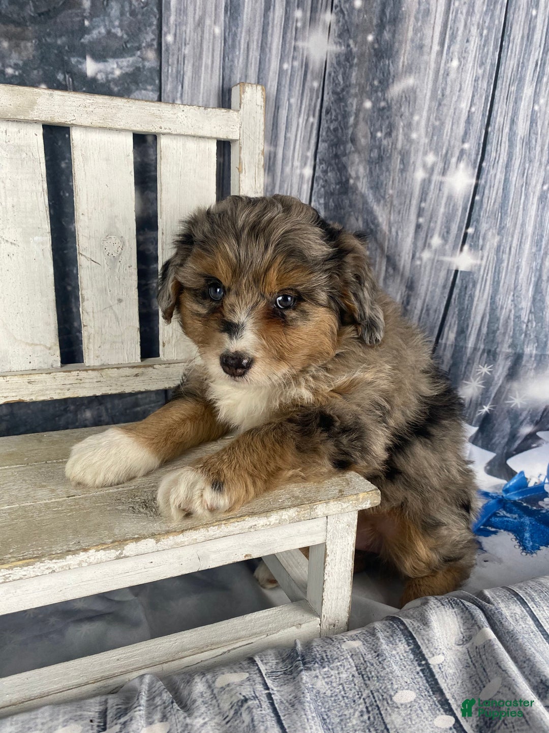 Aussiedoodle dogs for sale: Paisley - Ad 5