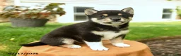 Shiba Inu dogs for sale: Chana - Ad 4