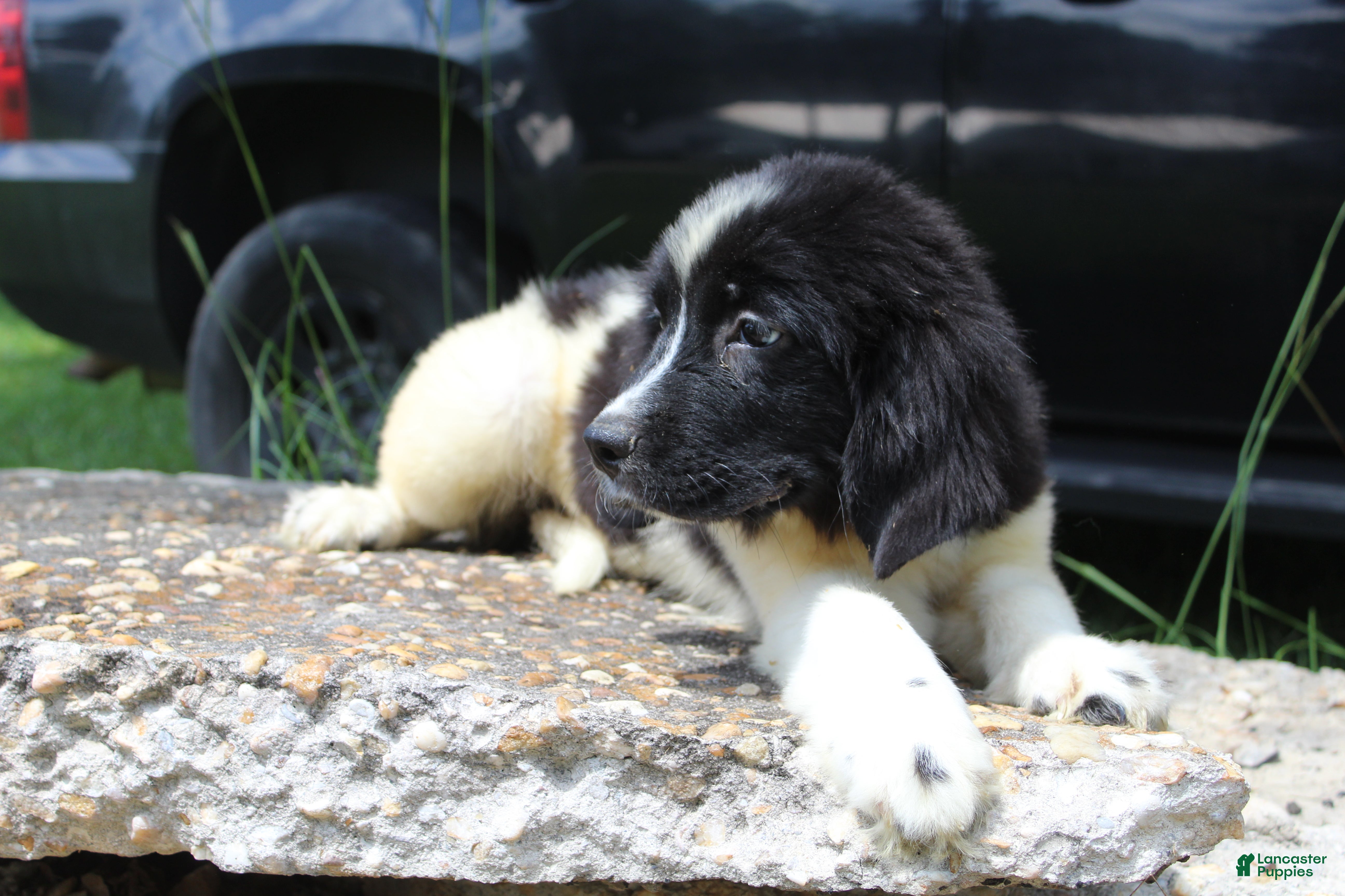 Newfoundland dogs Millie - Ad 2