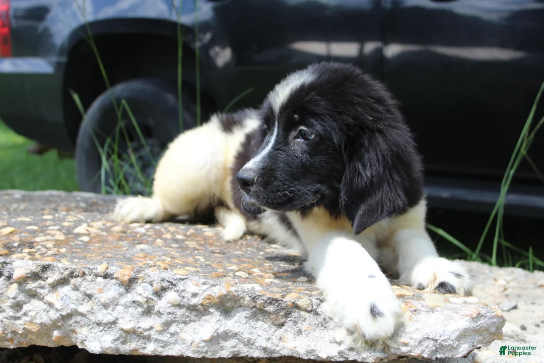 Newfoundland dogs for sale: Millie - Ad 2