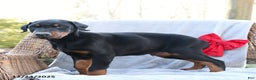 Doberman Pinscher dogs for sale: Rock - Ad 2