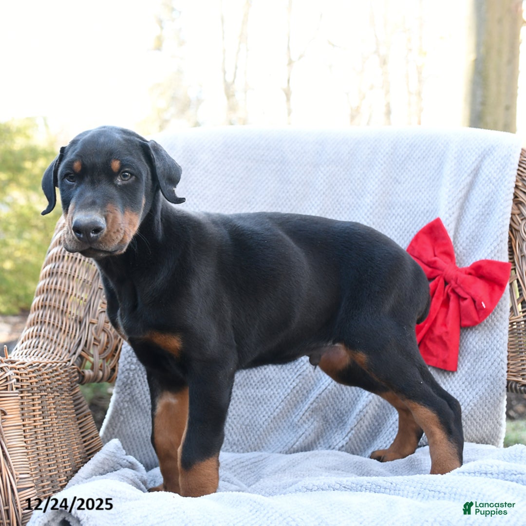 Doberman Pinscher dogs for sale: Rock - Ad 2