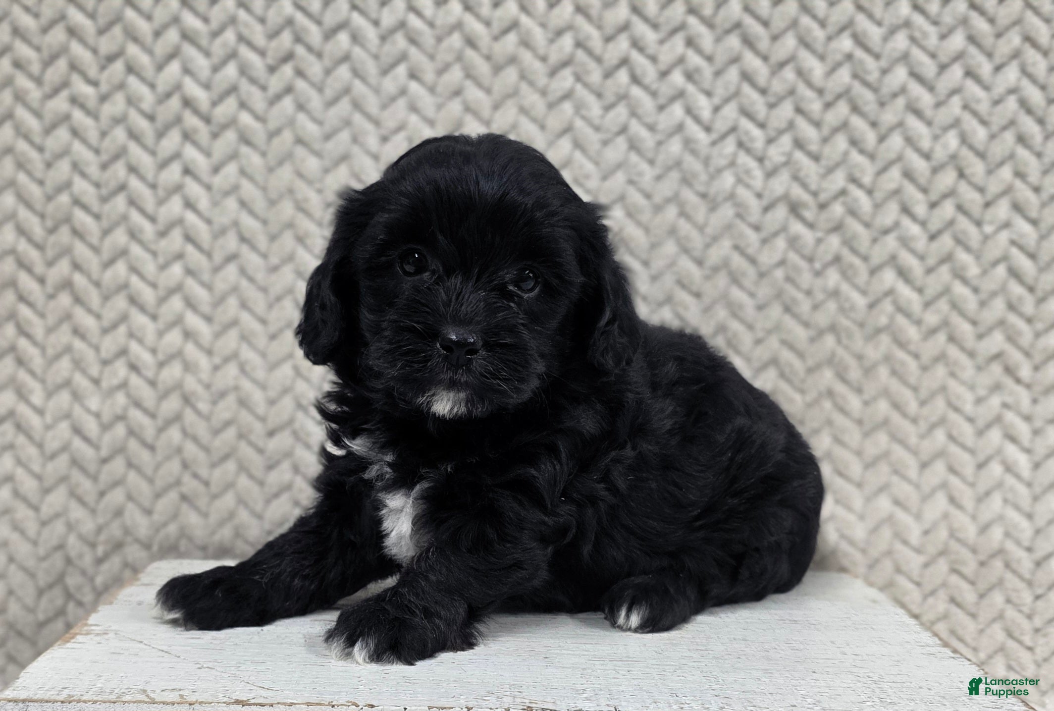 Shihpoo dogs Bonnie - Ad 1