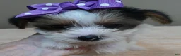 Yorkshire Terrier dogs for sale: Panda - Ad 8