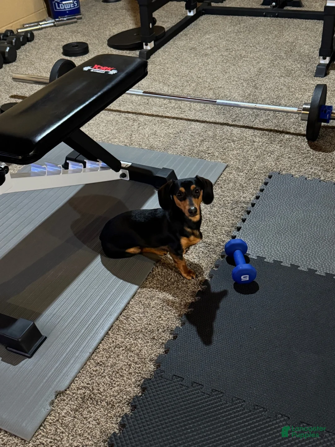 Miniature Dachshund dogs for stud: Puck F. - Ad 1