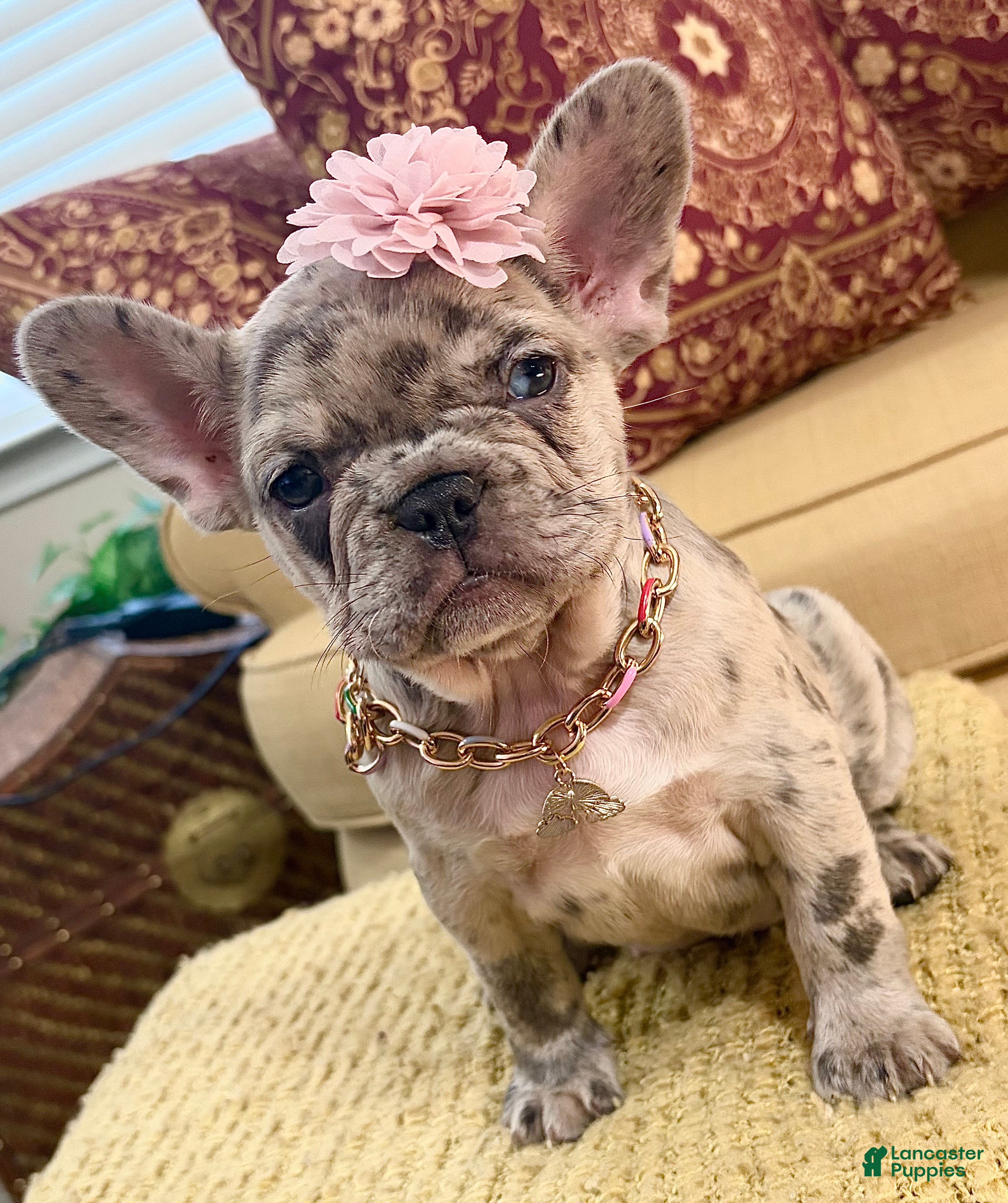 French Bulldog dogs Freeza  - Ad 1