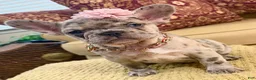 French Bulldog dogs for sale: Freeza  - Ad 1