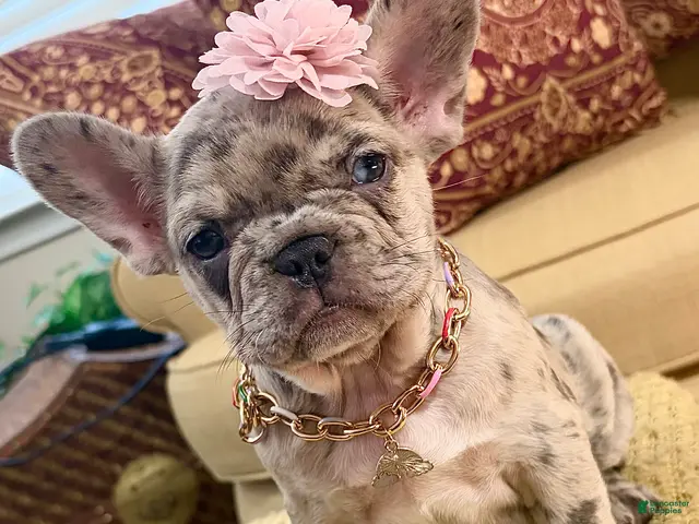 French Bulldog dogs for sale: Freeza - Ad 1