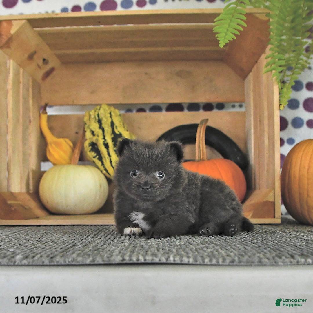 Pomeranian dogs for sale: Lincoln  - Ad 9