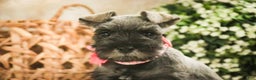 Miniature Schnauzer dogs for sale: Millie - Ad 3