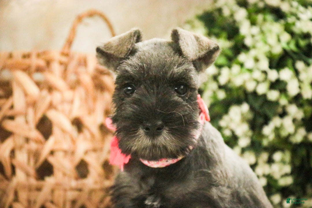 Miniature Schnauzer dogs for sale: Millie - Ad 3