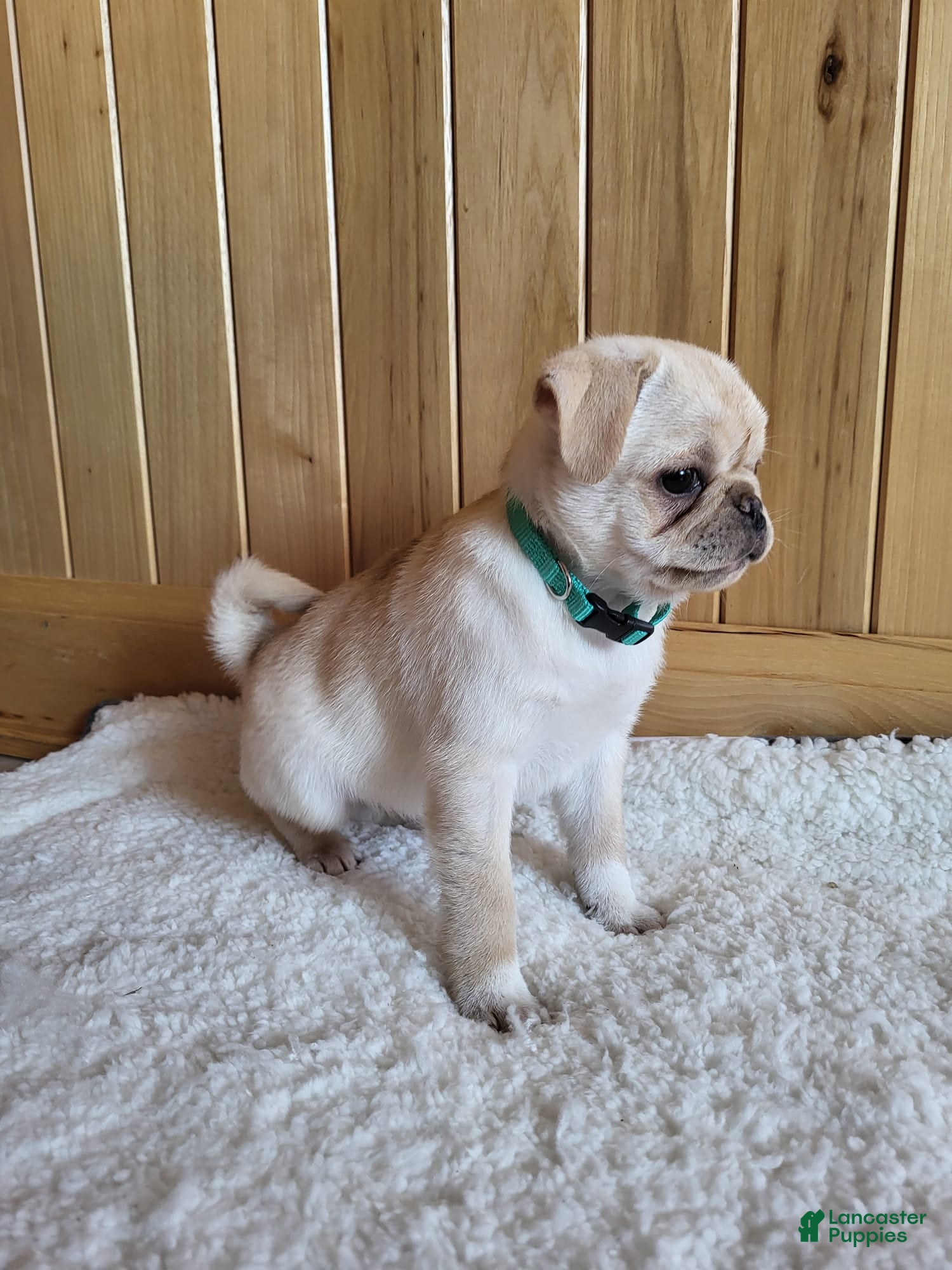 Pug dogs Bailey - Ad 1