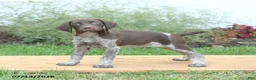 German Shorthaired Pointer dogs for sale: Crissa - Ad 3