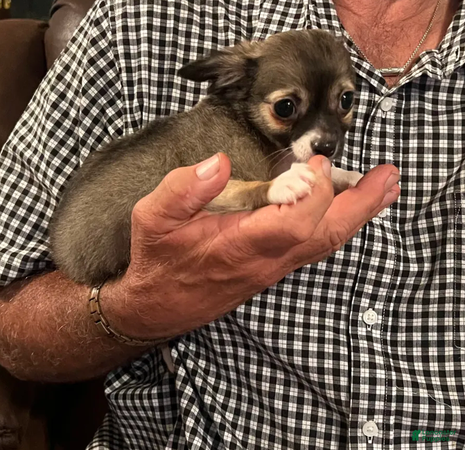 Chihuahua dogs Rocky - Ad 2