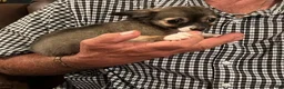 Chihuahua dogs for sale: Rocky - Ad 2