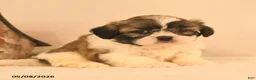 Shih Tzu dogs for sale: Jinx - Ad 1