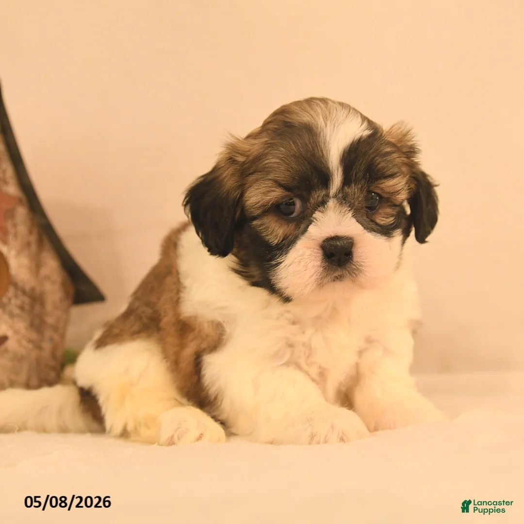 Shih Tzu dogs for sale: Jinx - Ad 1