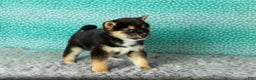 Shiba Inu dogs for sale: Alex - Ad 4