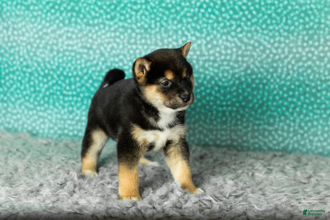 Shiba Inu dogs for sale: Alex - Ad 4
