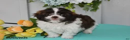 Shih Tzu dogs for sale: Tulip - Ad 4