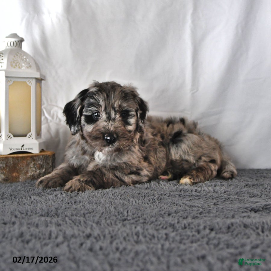Mini Aussiedoodle dogs Lilac - Ad 1