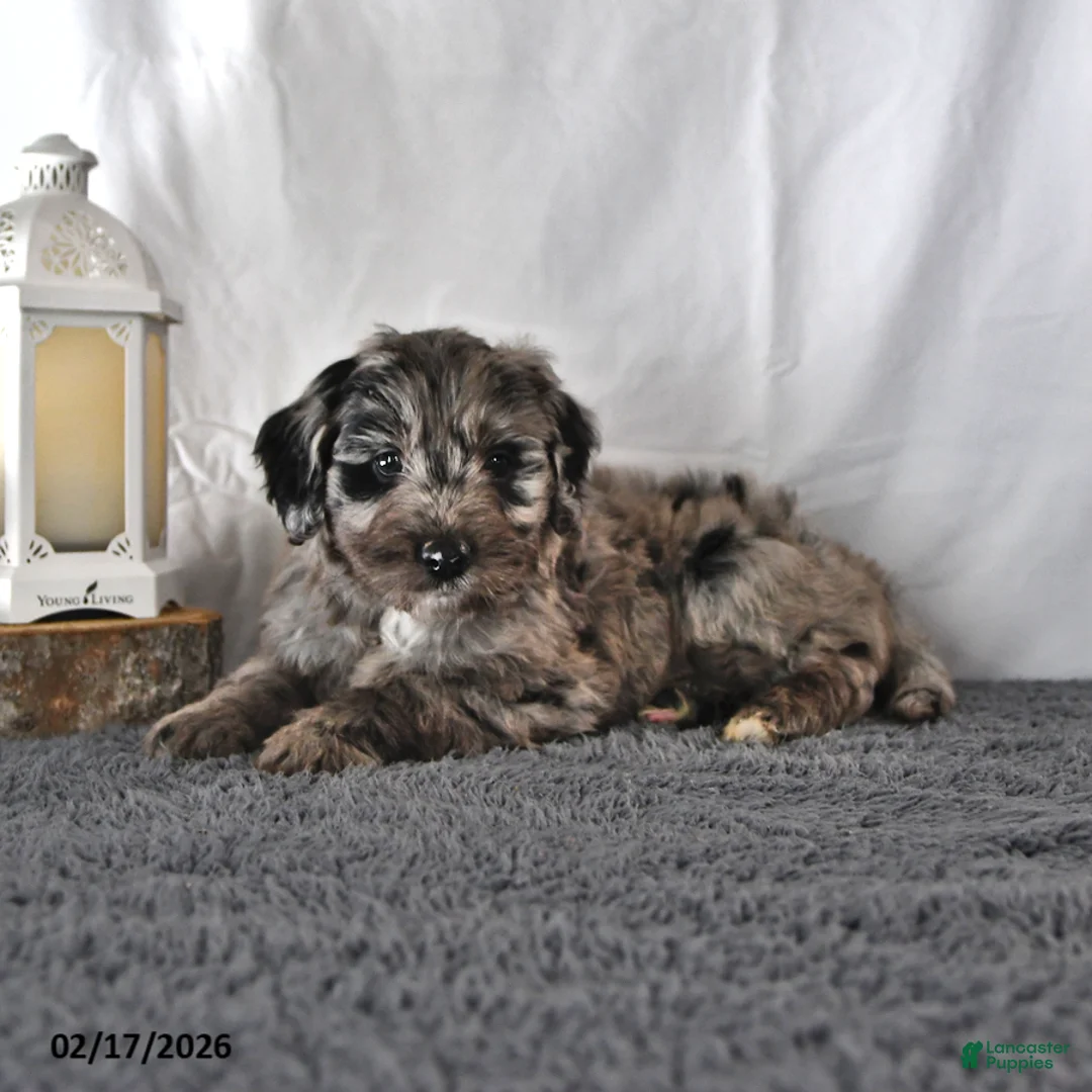 Mini Aussiedoodle dogs for sale: Lilac - Ad 1