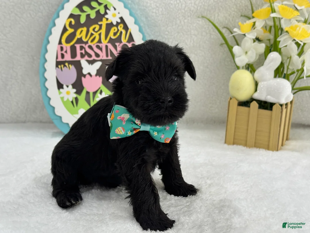 Miniature Schnauzer dogs for sale: Bleu Male 3  - Ad 5