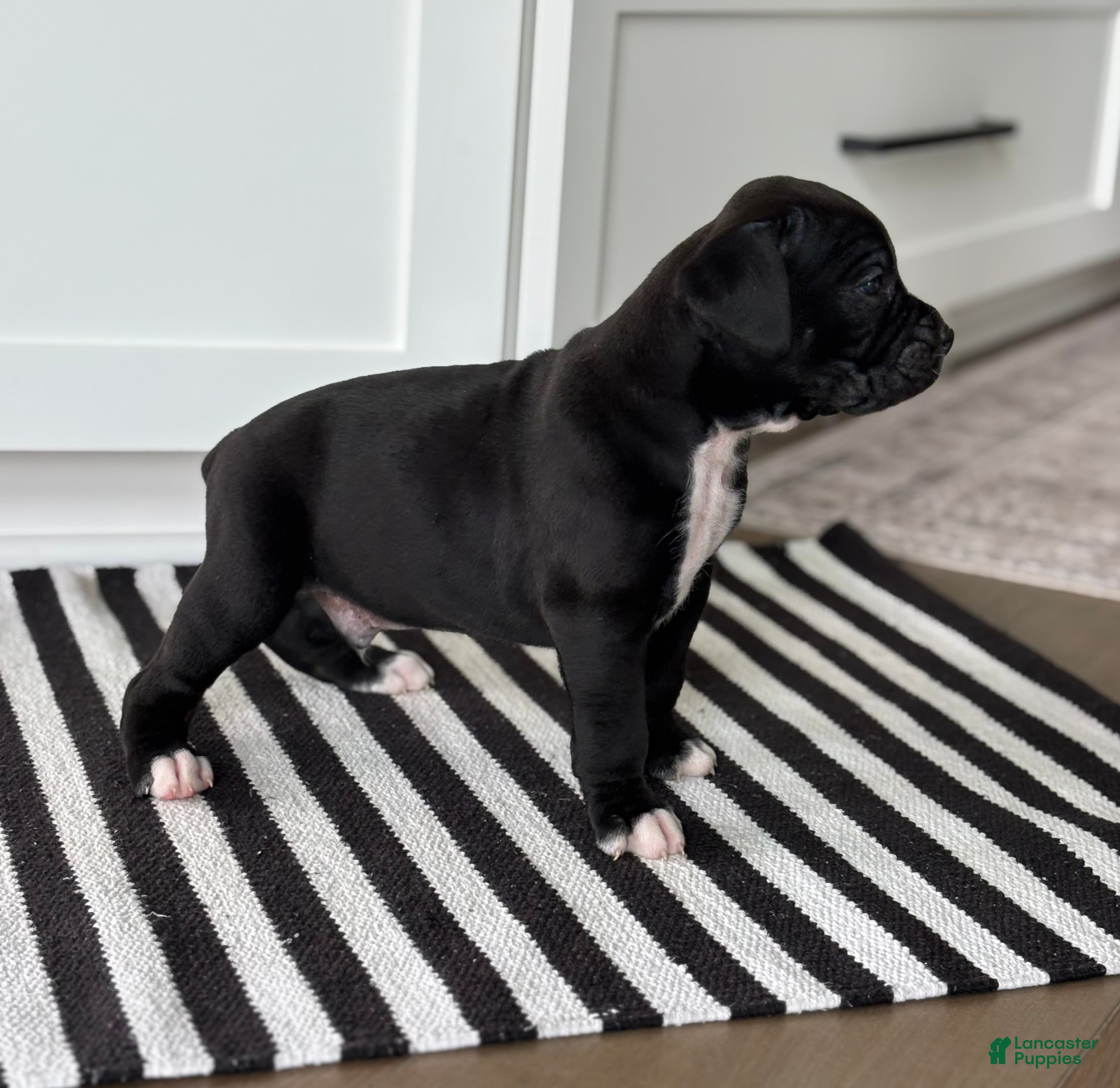 Boxer dogs Charlie  - Ad 1