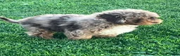 Mini Aussiedoodle dogs for sale: Trifle Mini Aussiedoodle  - Ad 3