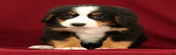 Bernese Mountain Dog dogs for sale: Joy - Ad 4