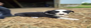 Border Collie Puppy 2 Winnie