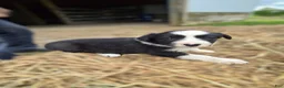 Border Collie dogs for sale: Border Collie Puppy 2 Winnie - Ad 1