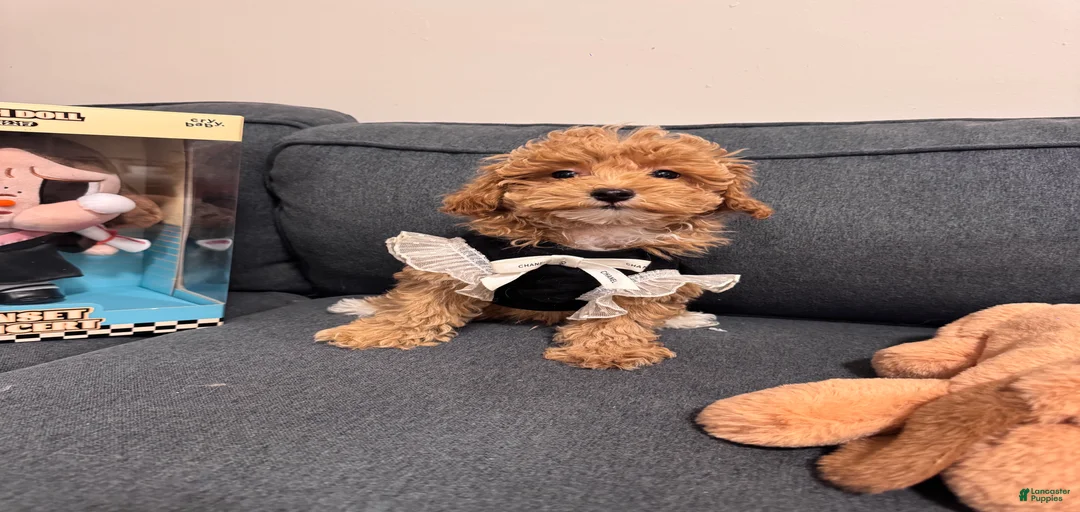 Gallery Image {{count}}