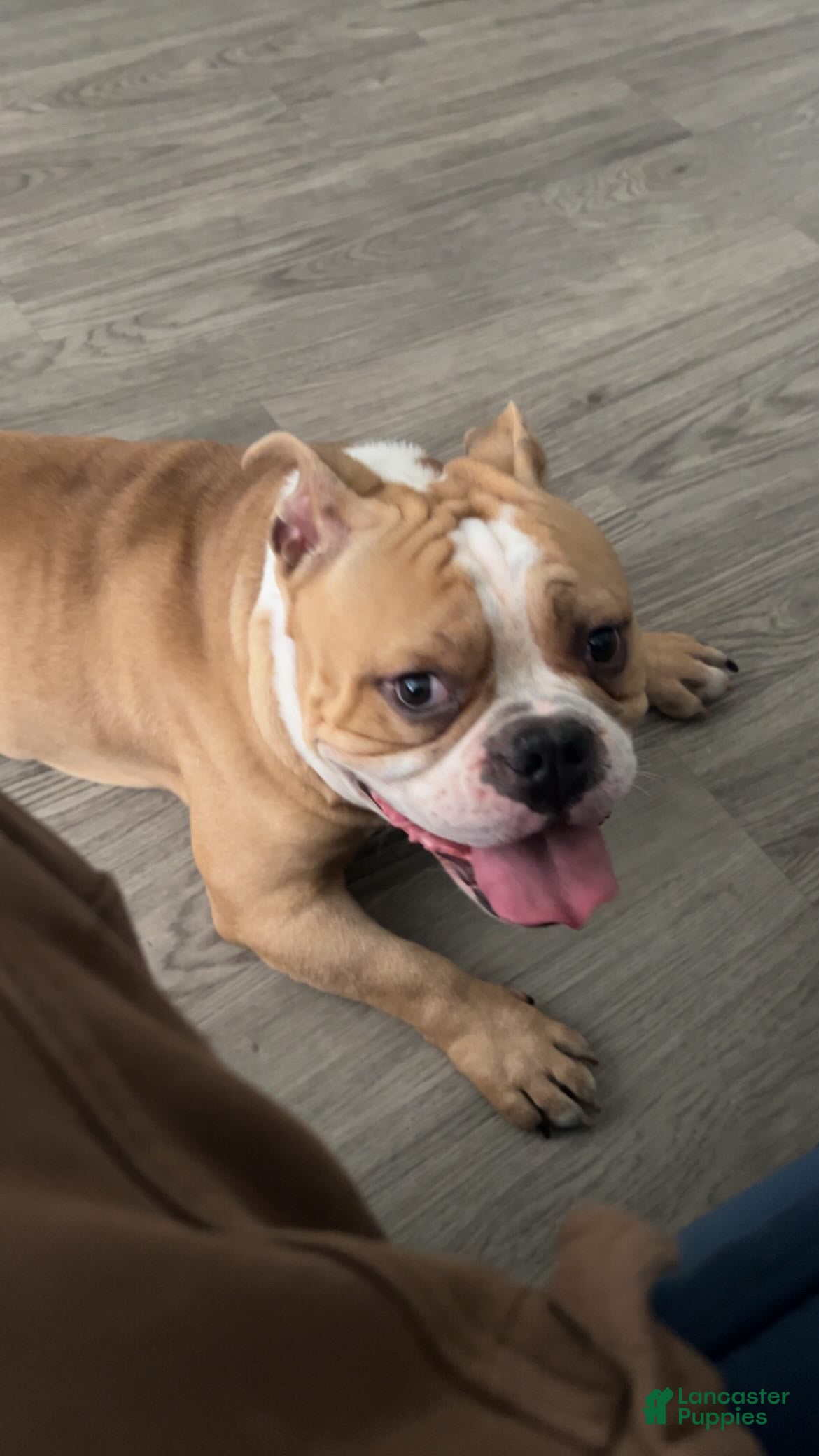 American Bully dogs American Bully 1 - Ad 40