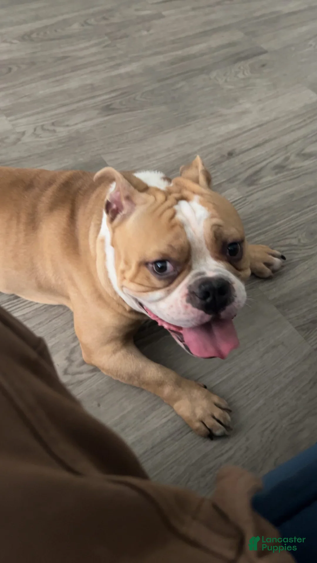 American Bully dogs for sale: American Bully 1 - Ad 1