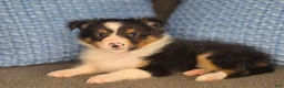 Shetland Sheepdog dogs for sale: Detroit  - Ad 17