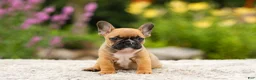 French Bulldog dogs for sale: Grace - Ad 6
