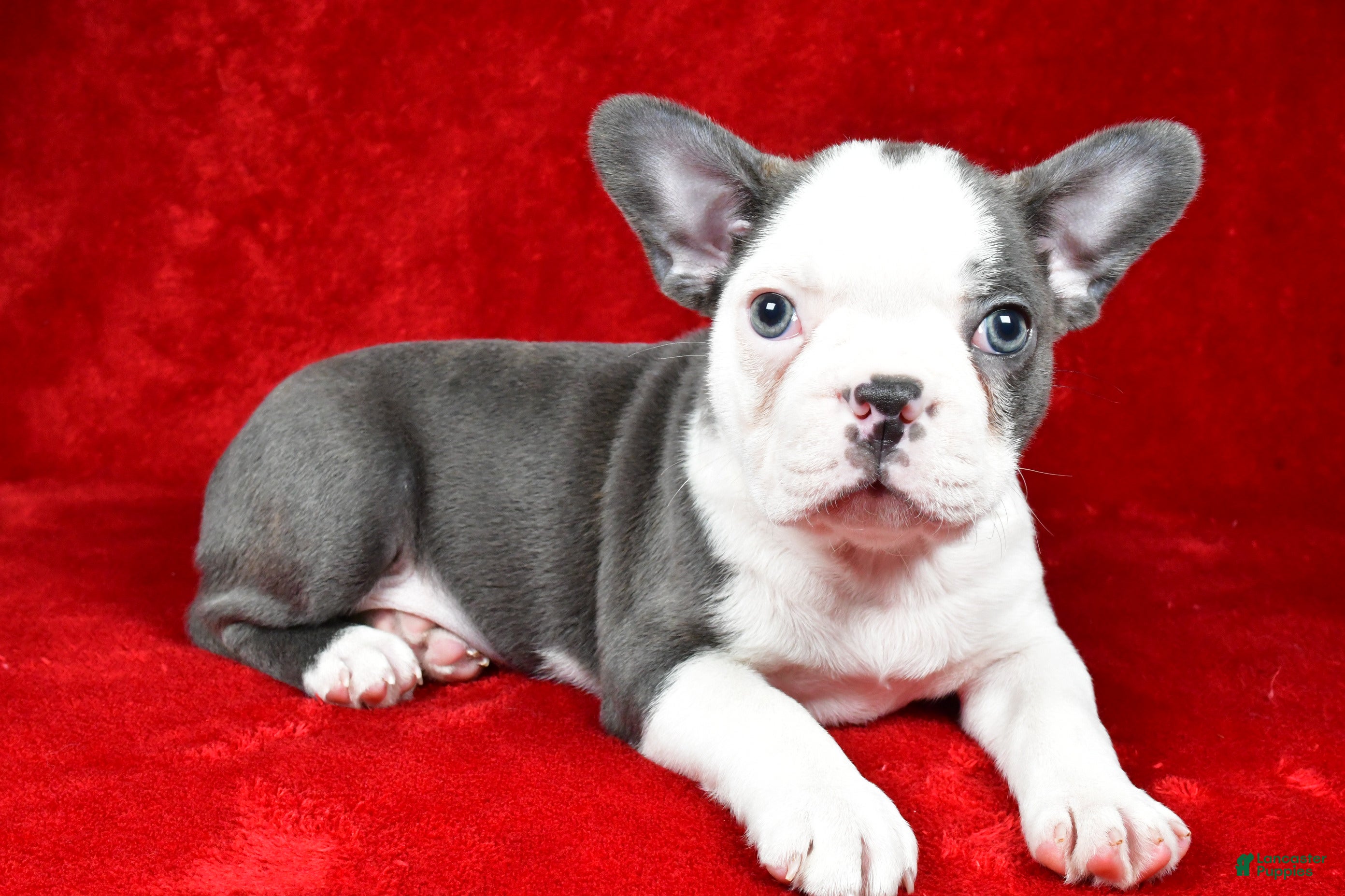 Boston Terrier dogs Ice - Ad 4