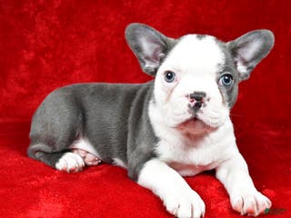 Boston Terrier dogs Ice - Ad 4