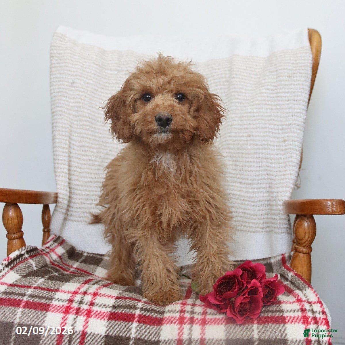 Cavapoo dogs Kyler - Ad 13