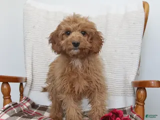 Cavapoo dogs Kyler - Ad 13