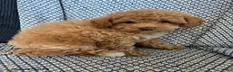 Mixed Breed dogs for sale: Rosebud - Ad 4
