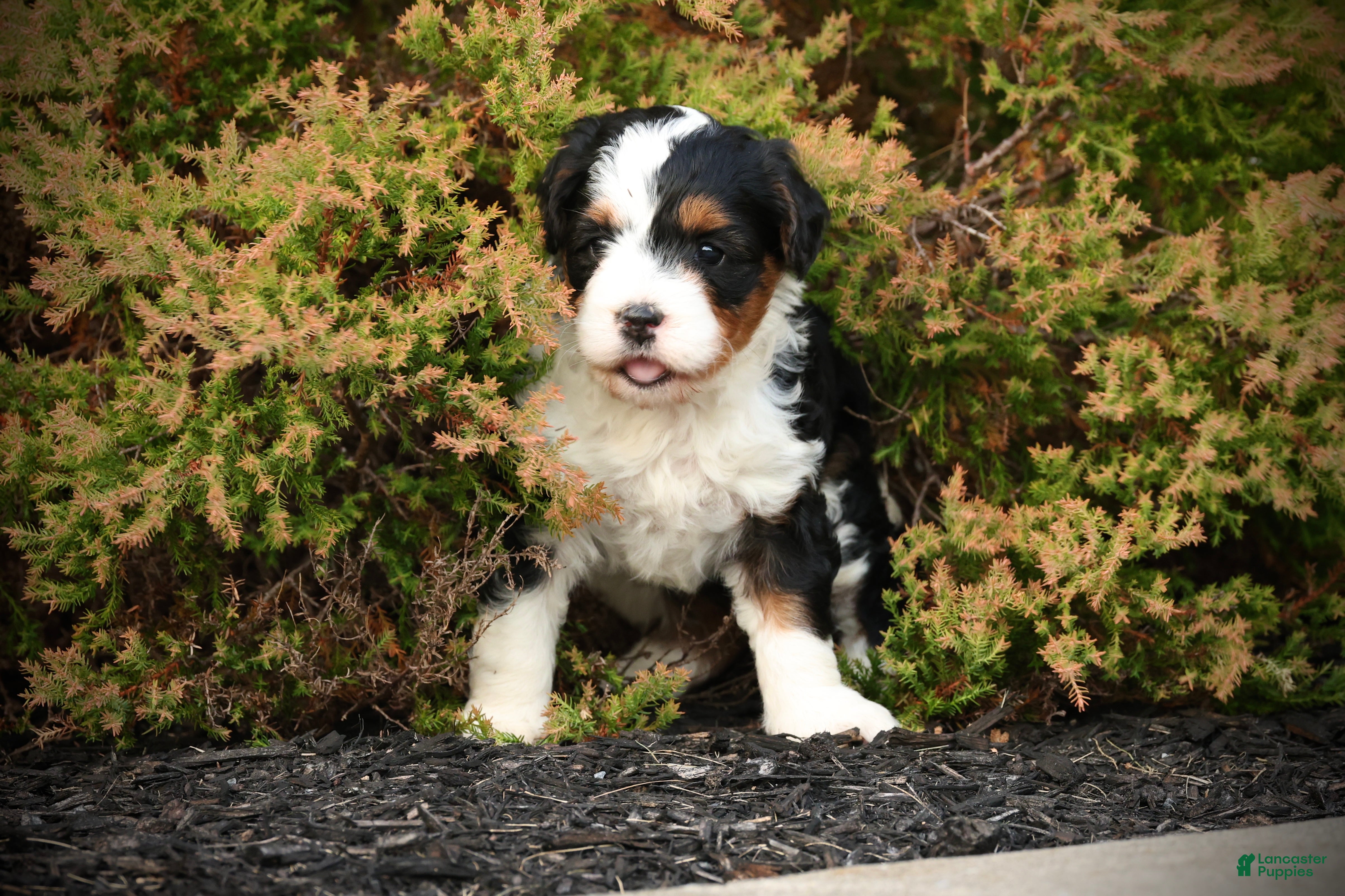 Mini Bernedoodle dogs Maylee - Ad 1