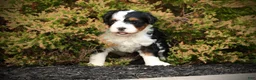 Mini Bernedoodle dogs for sale: Maylee - Ad 1