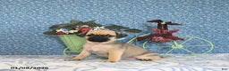 Pug dogs for sale: Lilah - Ad 5