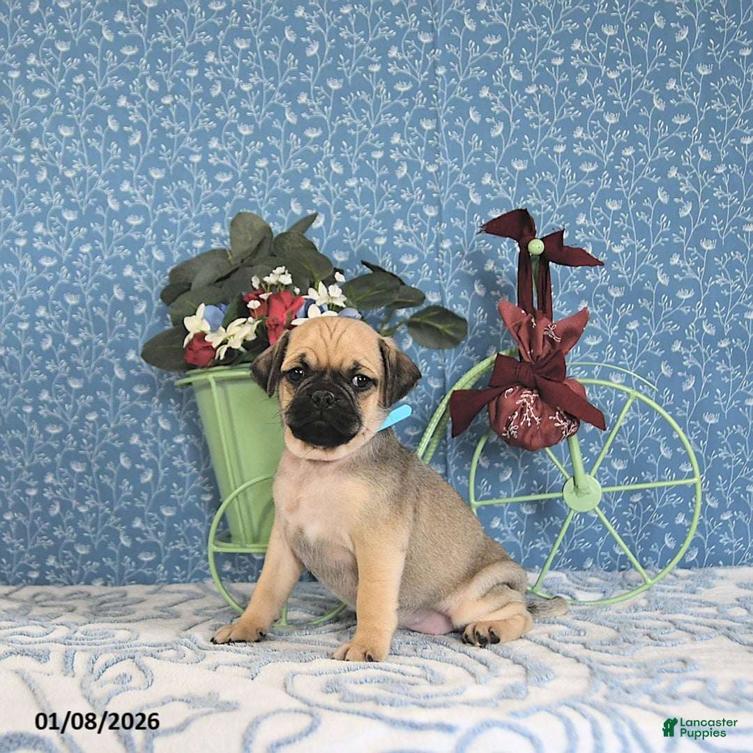 Pug dogs for sale: Lilah - Ad 5