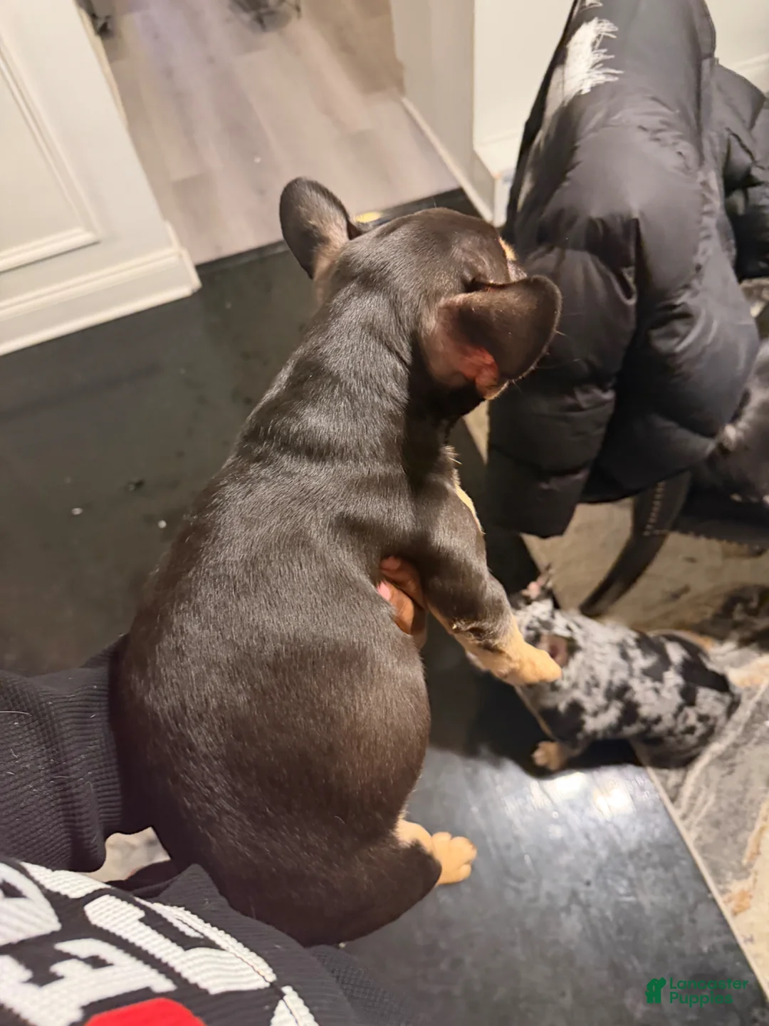 French Bulldog dogs for sale: French Bulldog Puppy 1 - Ad 2