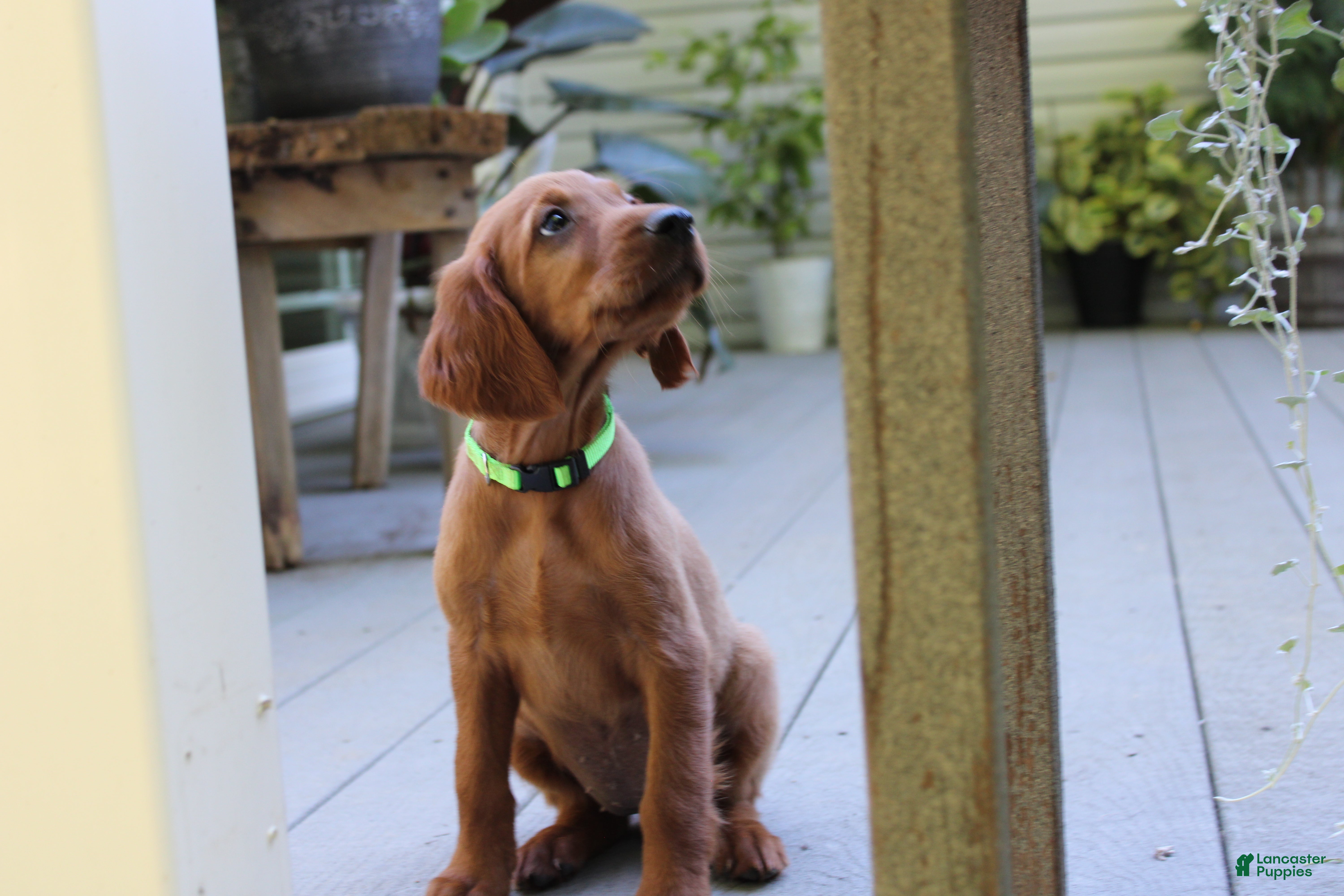 Mixed Breed dogs for sale: bonnie - Ad 1