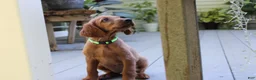 Mixed Breed dogs for sale: bonnie - Ad 1