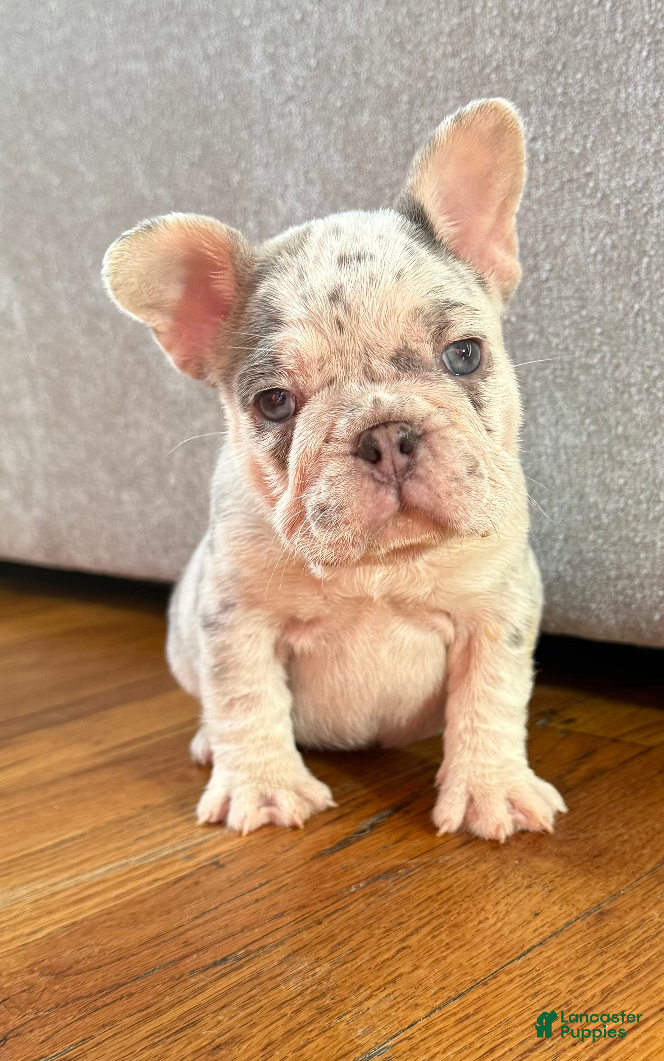 French Bulldog dogs Lola - Ad 1